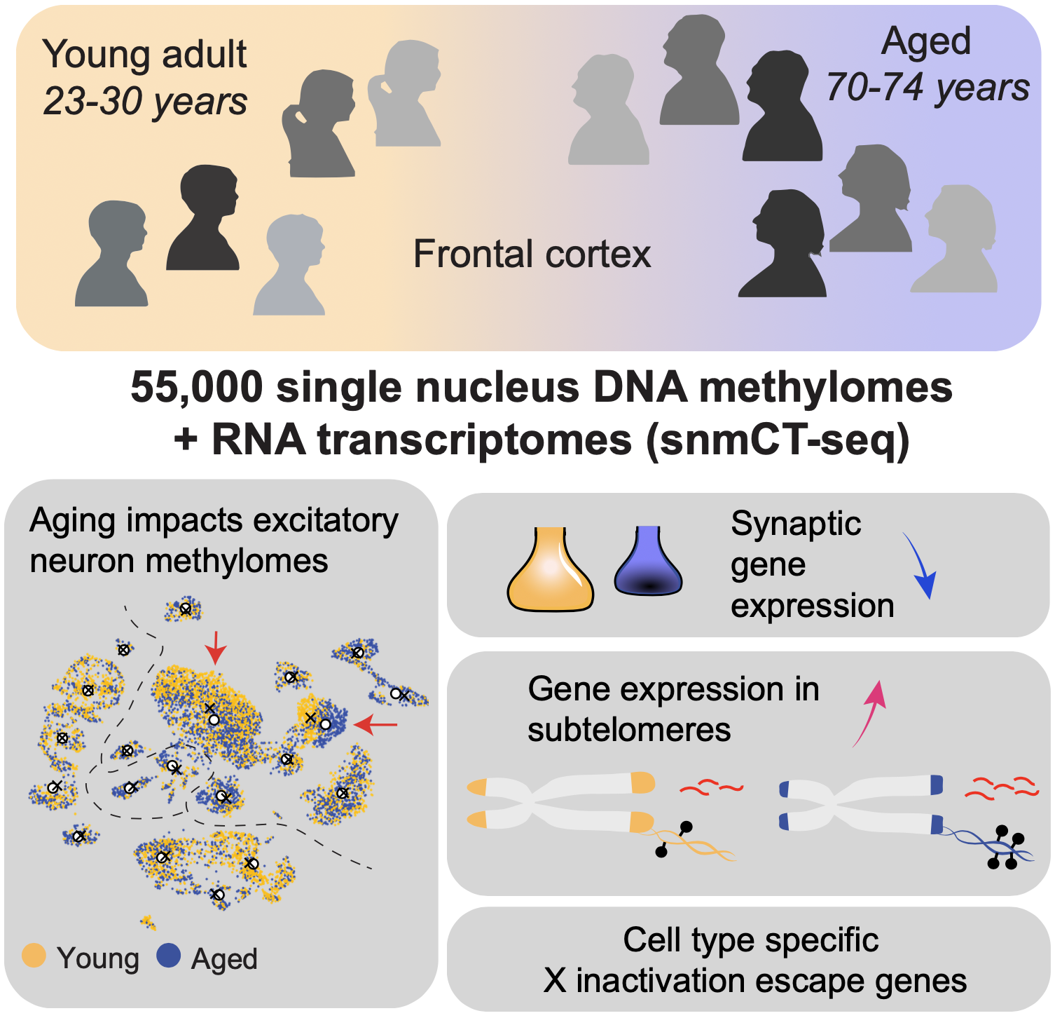 Single neuron methylomes and transcriptomes across the human lifespan